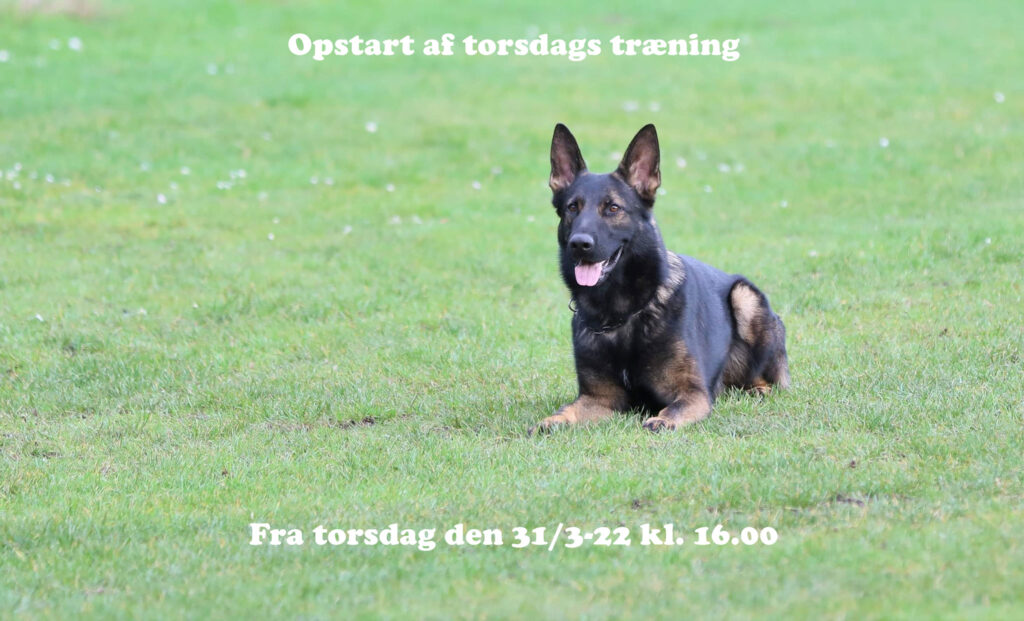 Read more about the article Torsdagstræning starter op igen torsdag den 31/3-22 kl.16.00
