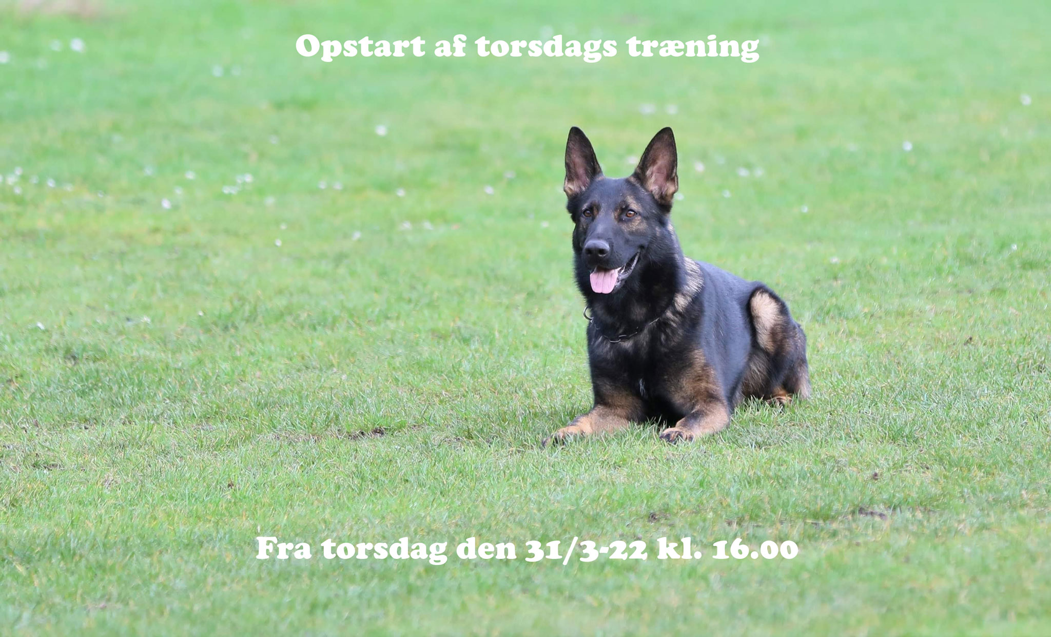 You are currently viewing Torsdagstræning starter op igen torsdag den 31/3-22 kl.16.00